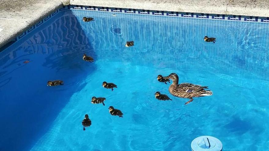 Los patos, en la piscina