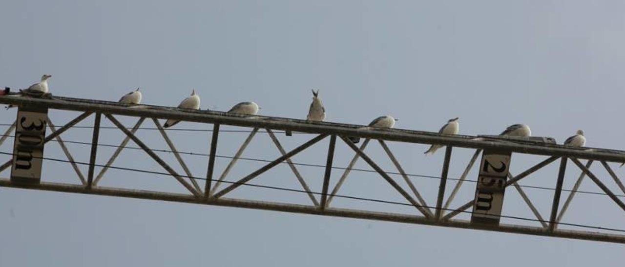 Gaviotas en la calle Corales y los daños que ocasionan.