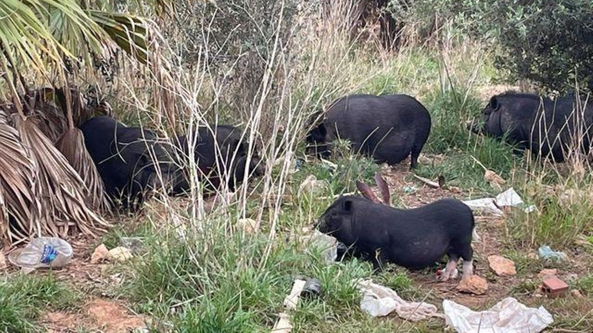 Cerdos vietnamitas en el parque Pont de Ferro