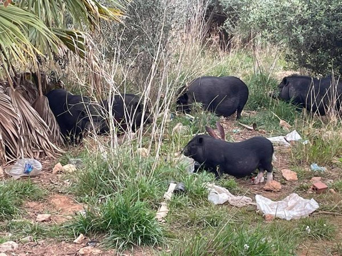 Cerdos vietnamitas en el parque Pont de Ferro