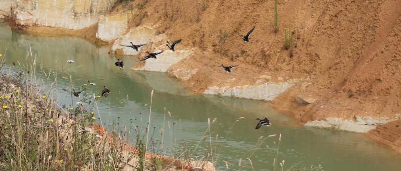 Unos ánades azulones alzan el vuelo en una de las charcas formadas por el abandono del polígono.