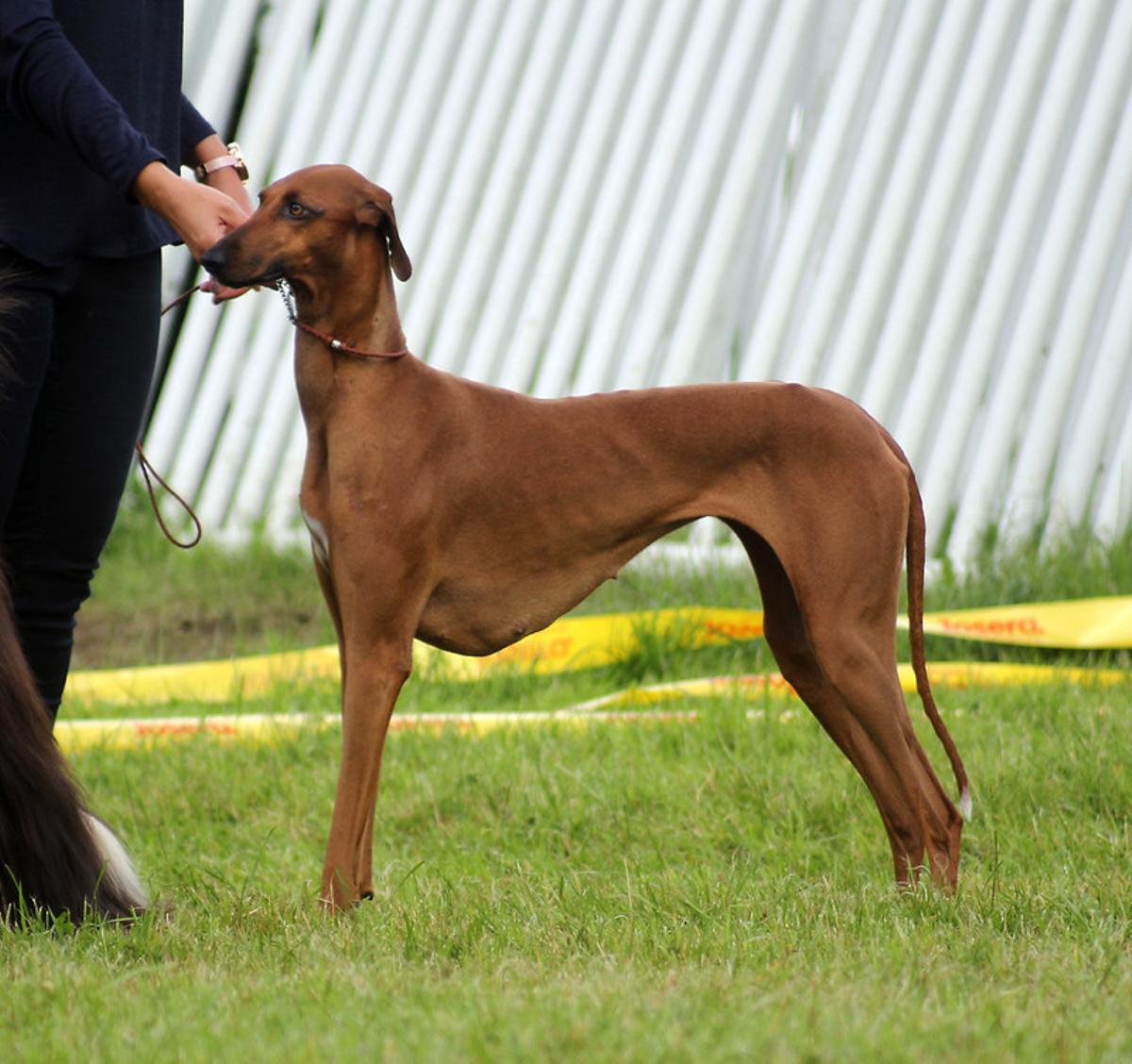 El Azawakh es una de las razas de perros más caras en España