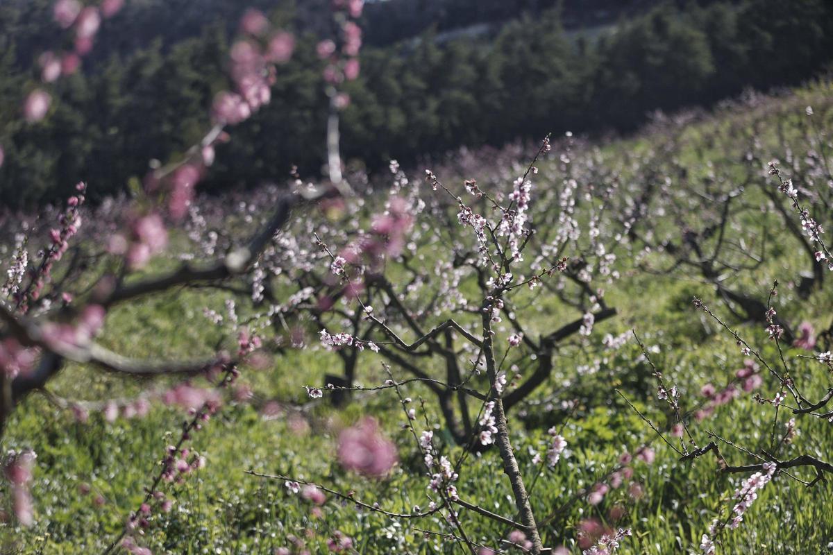 Frutales en Son Burixó.