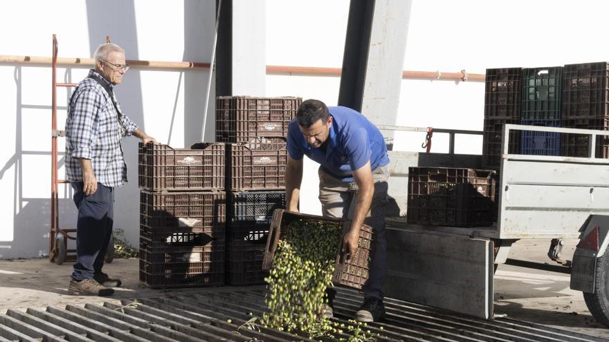 Ritmo frenético en las almazaras por la demanda de aceite