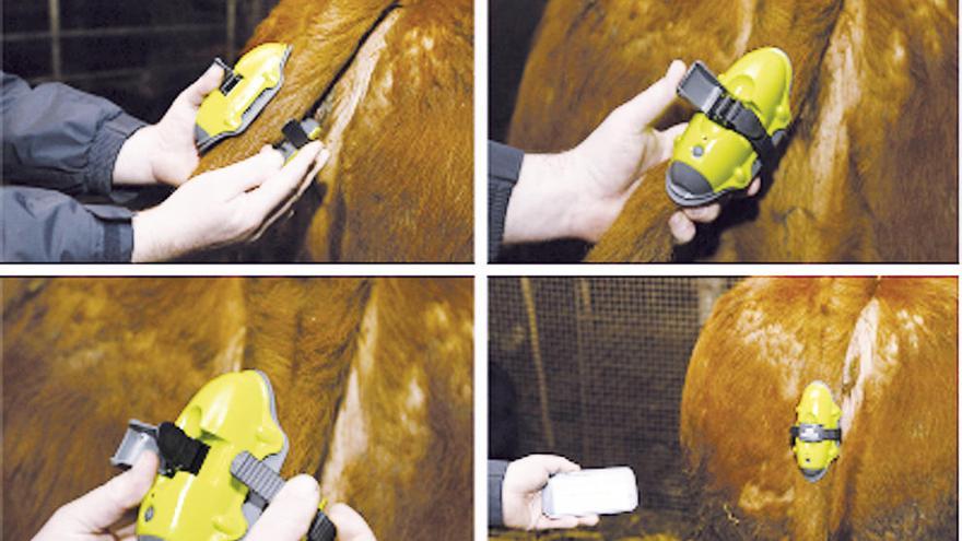 Imágenes del dispositivo &quot;Moocall&quot; que avisa cuando una vaca se pone de parto. // L.O.