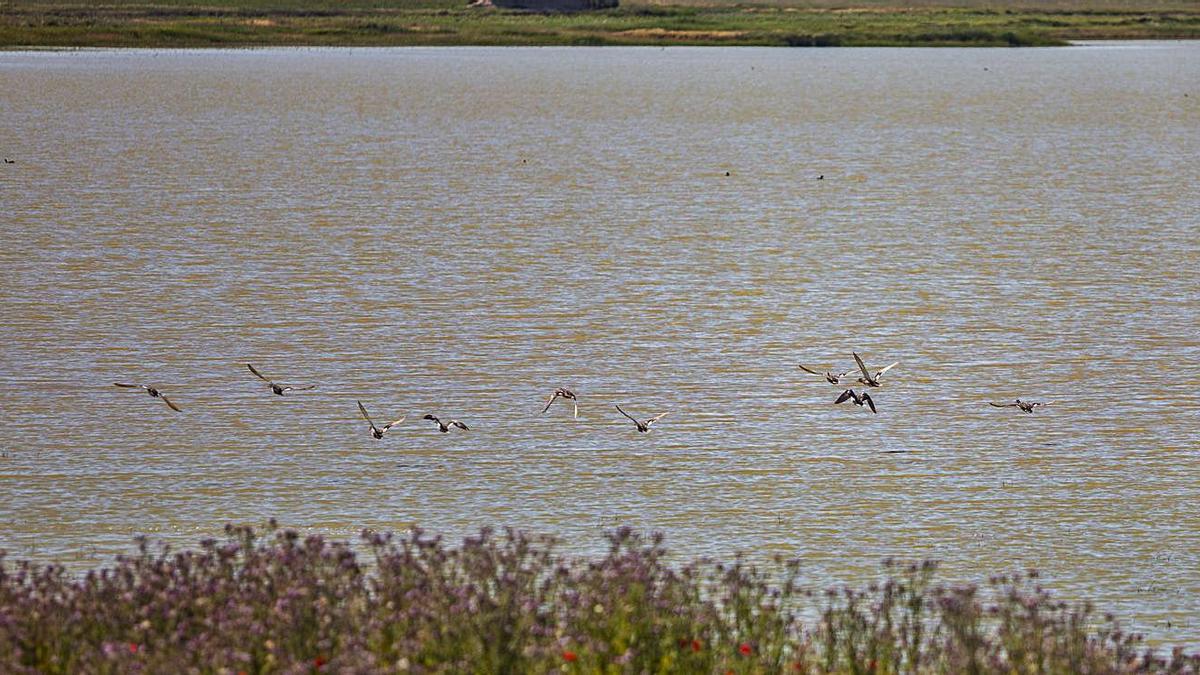 Aves en Villafáfila.