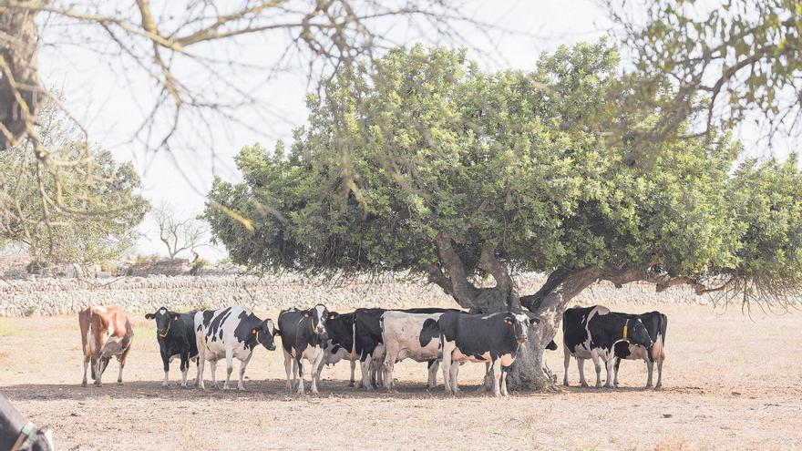 Einigung im Milch-Streit auf Mallorca: Getränke-Riese Damm wird Aufkäufe vorerst nicht reduzieren