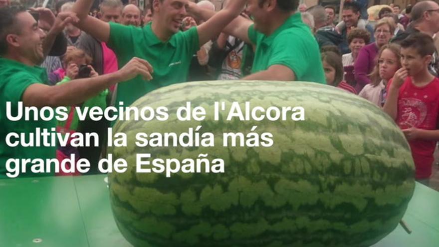 Unos vecinos de l'Alcora cultivan la sandía más grande de España