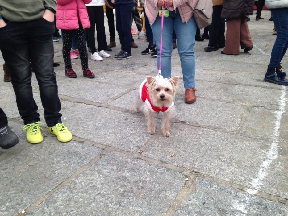 Carnaval en Toro: Concurso de mascotas