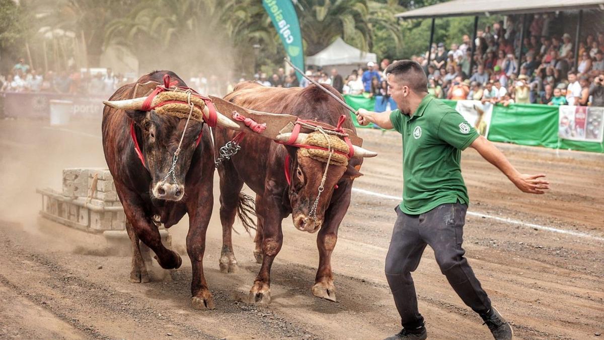 Competición de arrastre de ganado durante la Feria del Ganadero celebrada en julio en La Laguna.