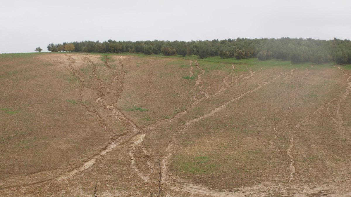 El IAS-CSIC refuerza desde Córdoba su investigación para proteger el suelo frente al cambio climático y la desertificación