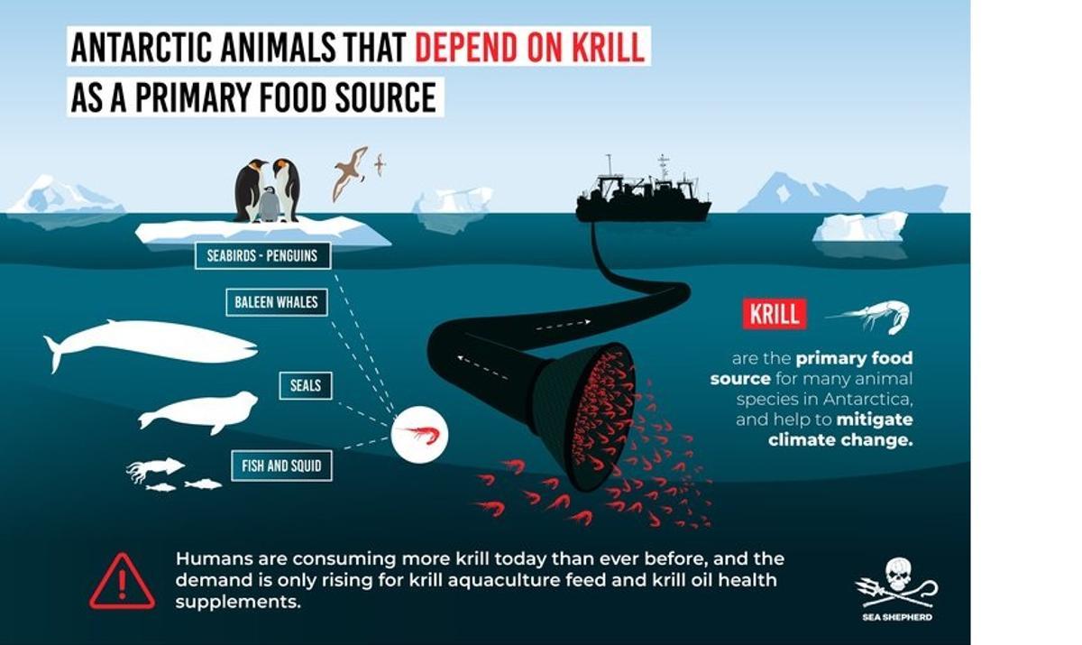 Animales afectados por la pesca de krill