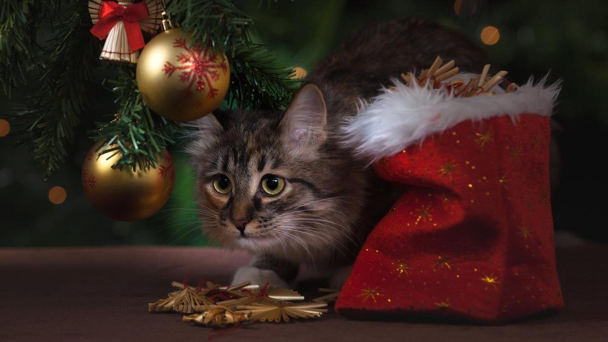 Un gato jugando con la decoración navideña.