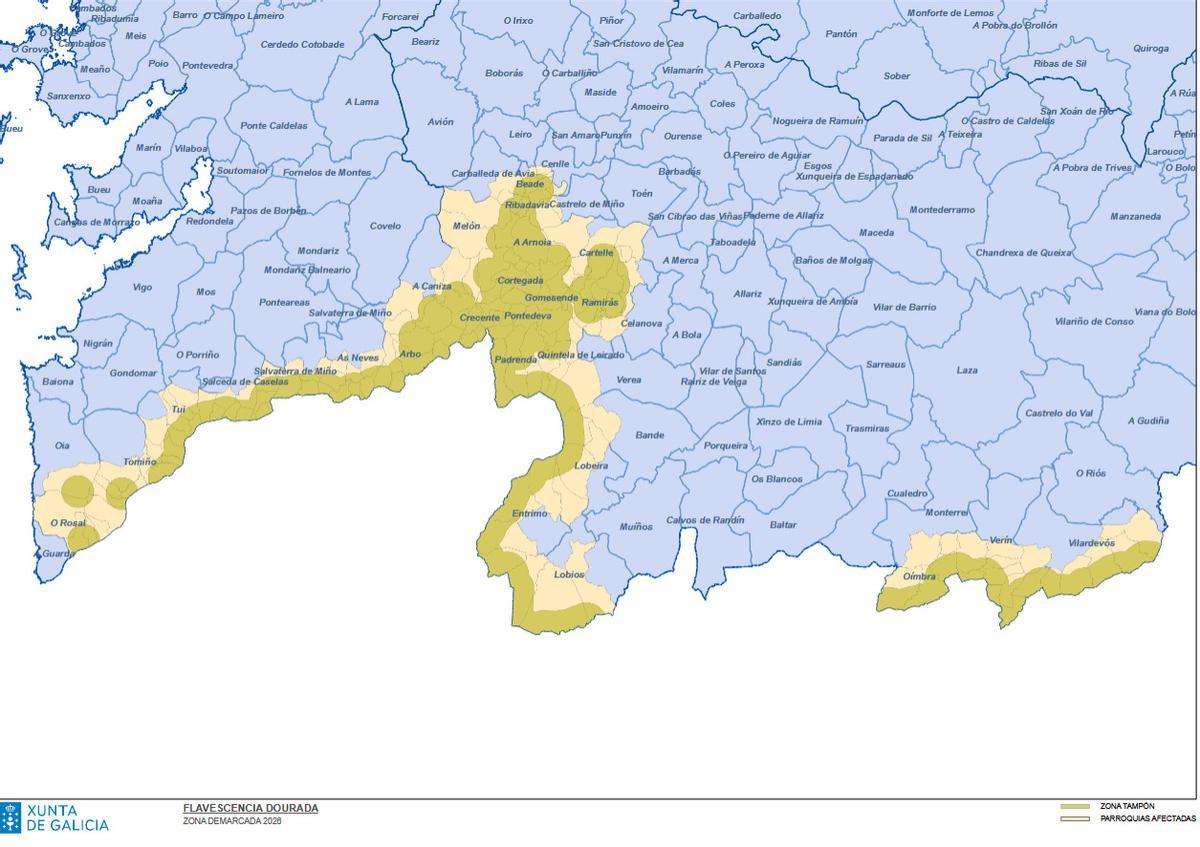 Mapa de las zonas de flavescencia dorada en Galicia.
