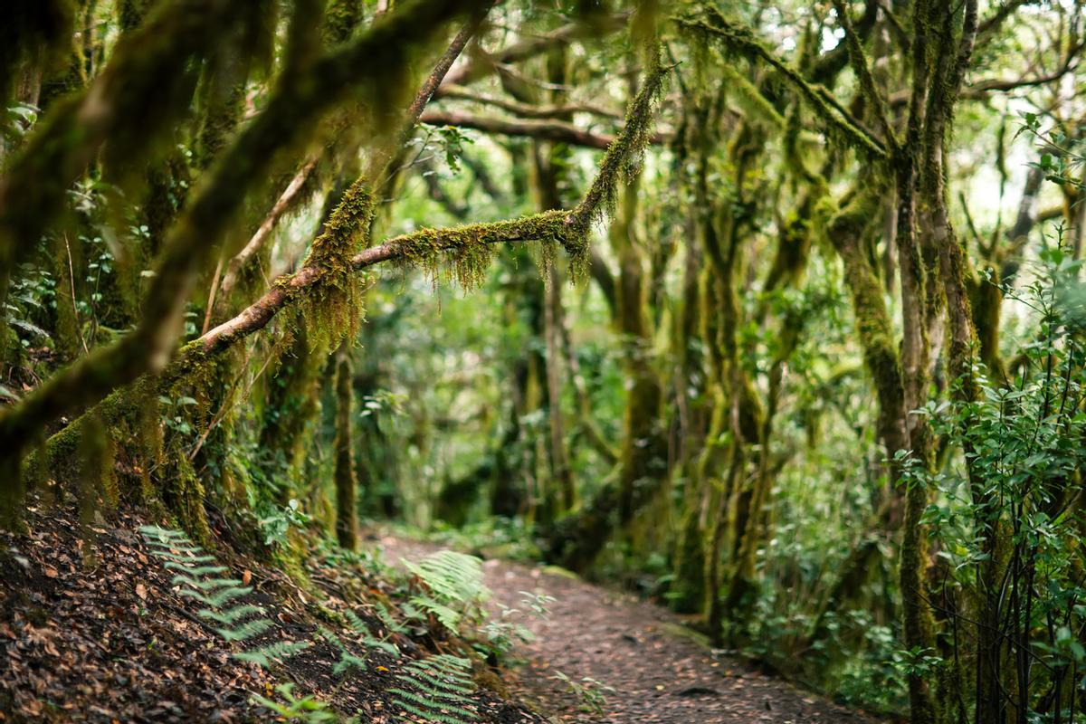 Los impresionantes senderos entre laurisilva del Parque Rural de Anaga