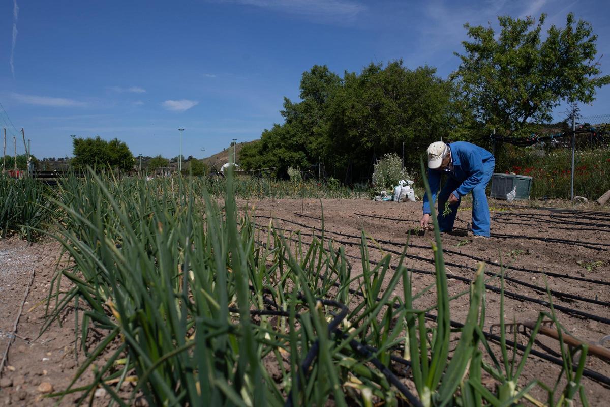 GALERÍA | Huertos municipales en Zamora: Creando comunidad entre tomates y cebollas