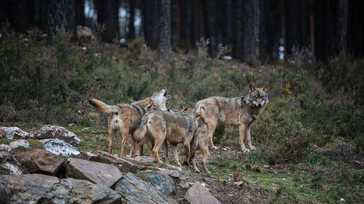Cinco de los ejemplares de lobo del Centro del Lobo Ibérico de Castilla y León, en Robledo. | Emilio Fraile | EMILIO FRAILE