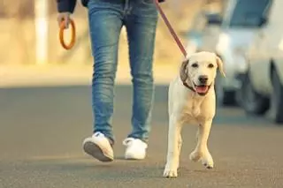 La ley de protección animal prevé exigir un curso para tener mascotas