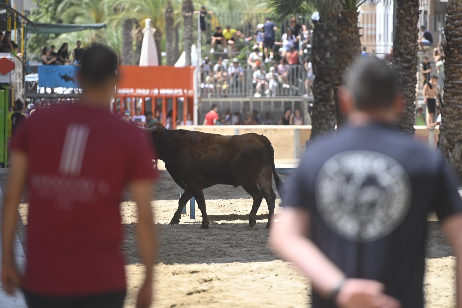 El ‘bou’ toma protagonismo mañana, tarde y noche en el Grau en fiestas