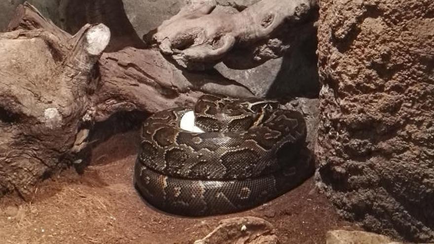 La serpiente más grande de África pone huevos en Bioparc