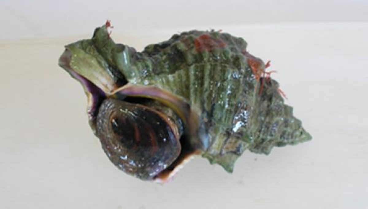 Busano (Hexaplex trunculus).