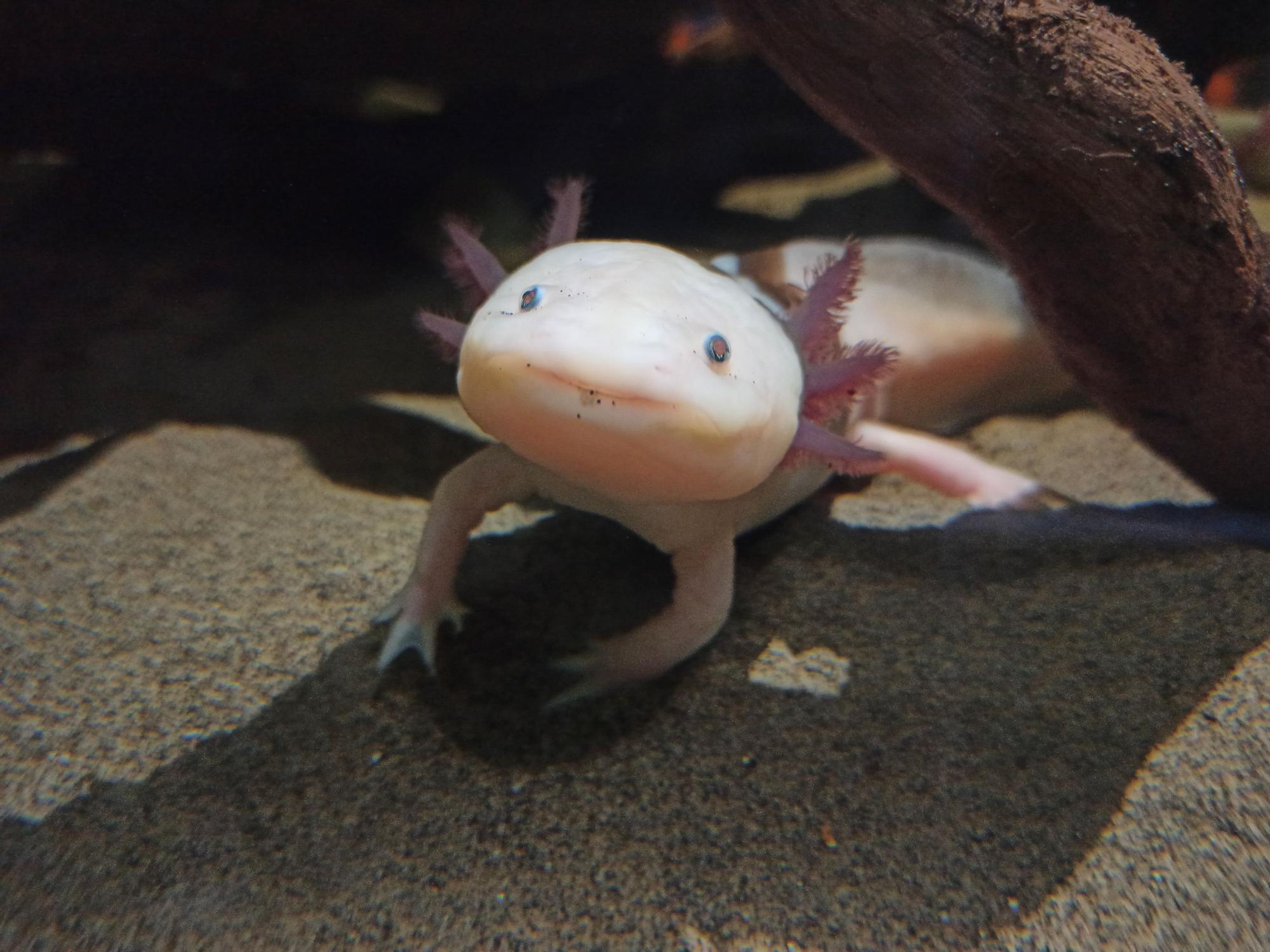 El ajolote es una de las nuevas especies incorporadas a BIOPARC Acuario de Gijón.