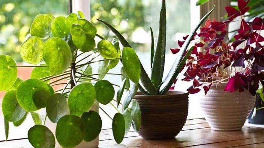 Cinc trucs perquè les teves plantes sobrevisquin a les teves vacances