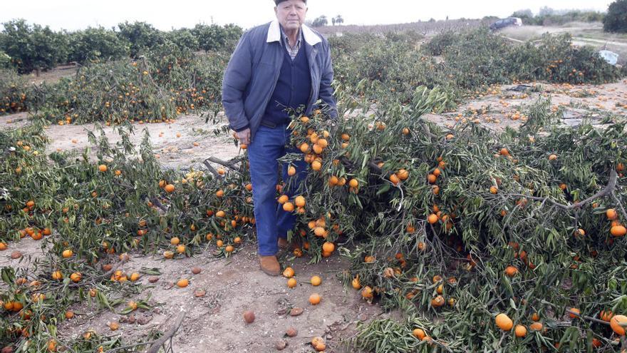 Pepe Garcés muestra uno de los árboles talados con las ramas repletas de mandarinas de la variedad Orogrande.