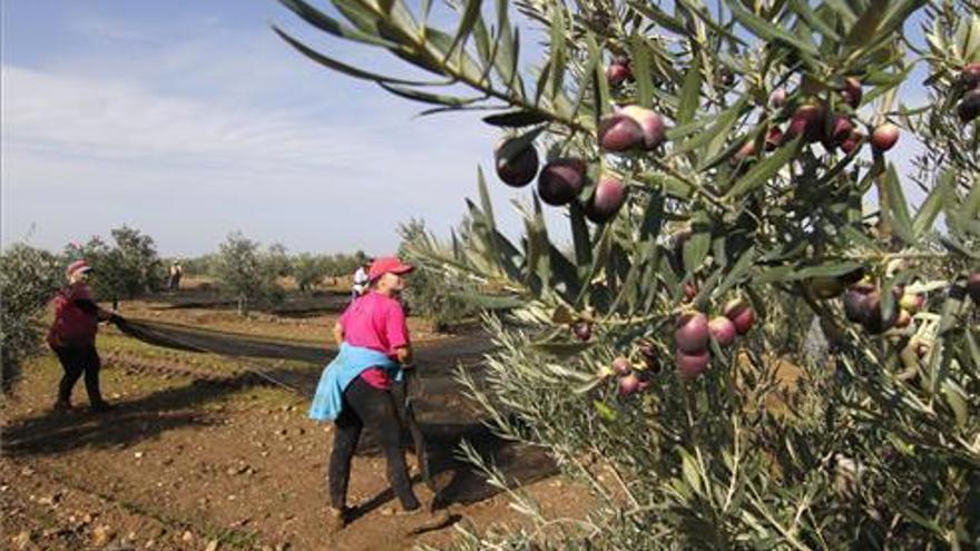 Patronal y sindicatos rompen la negociación del convenio del campo