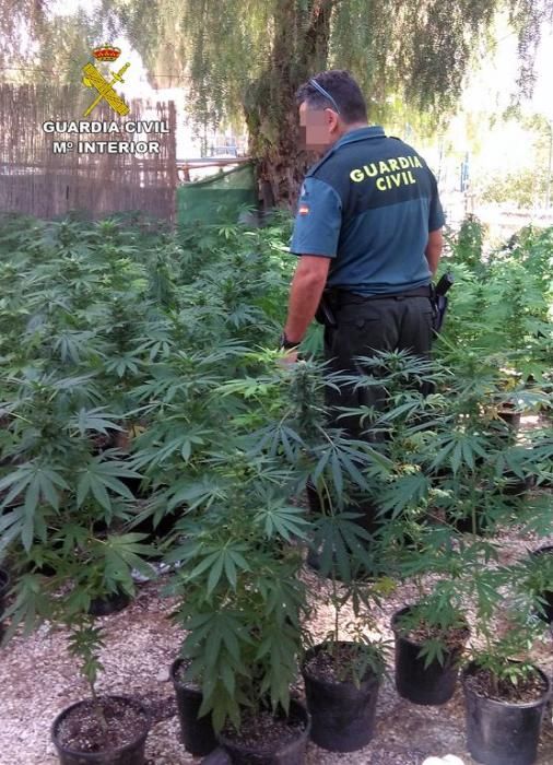 Desmantelan un activo punto de cultivo intensivo y procesamiento de marihuana en Mula