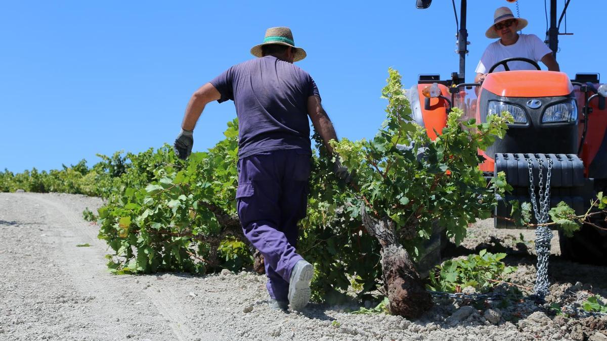 Viticultores trabajando en un viñedo.