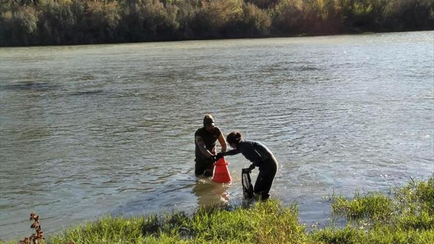 Medio millón de margaritíferas regresan a las aguas del Ebro