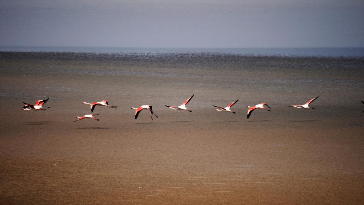 Miles de flamencos rosas vuelven a la laguna de Fuente de Piedra, en Málaga, tras las lluvias de esta primavera para poder reproducirse.