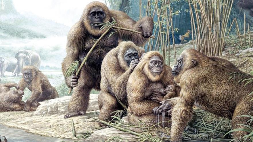 Recreación de un grupo de Gigantopithecus. Junto a estas líneas, el cráneo del simio gigante desaparecido junto al de un gorila y otro de un humano. // Faro