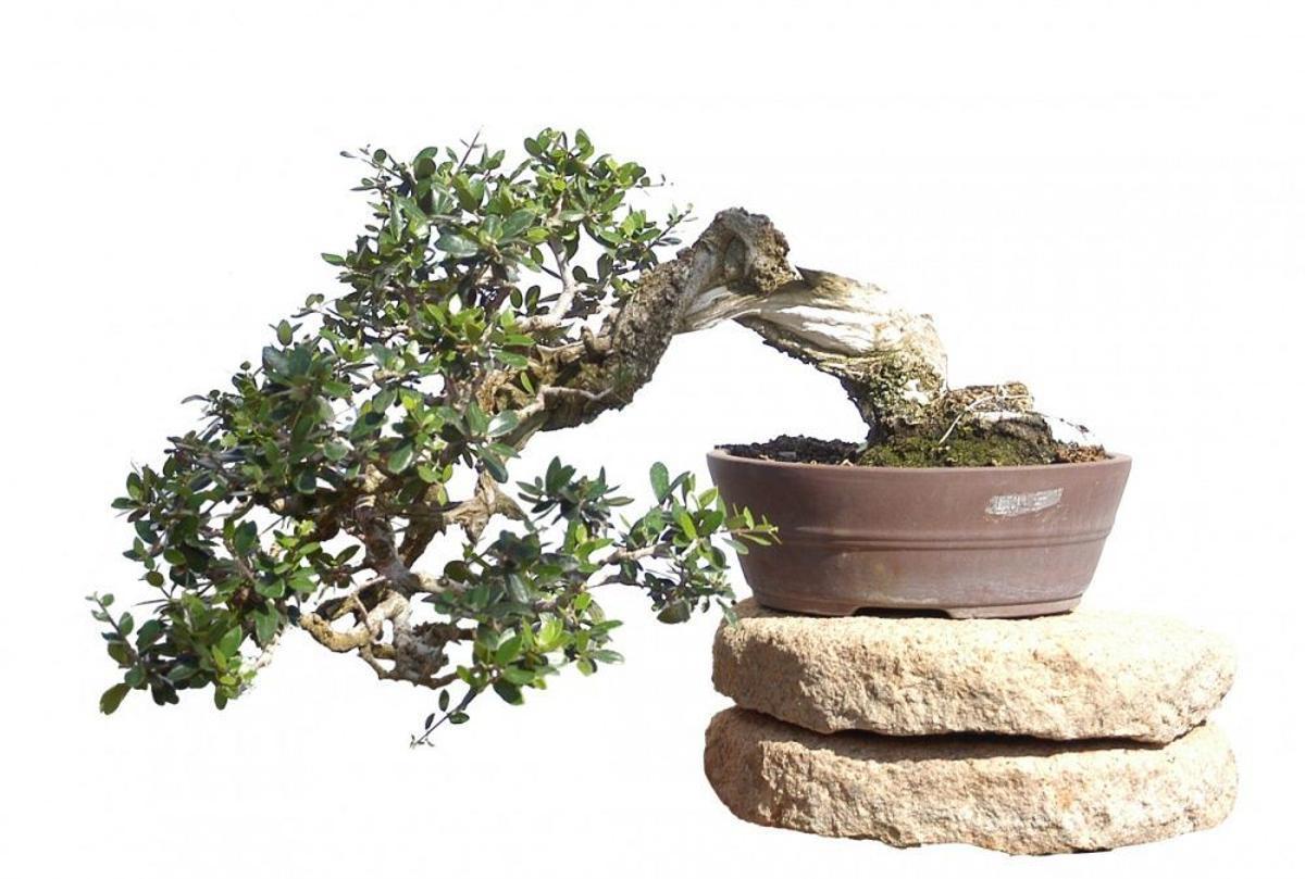 El Bonsái de Olivo es de los primeros árboles que cultivan los aficionados de este mundo