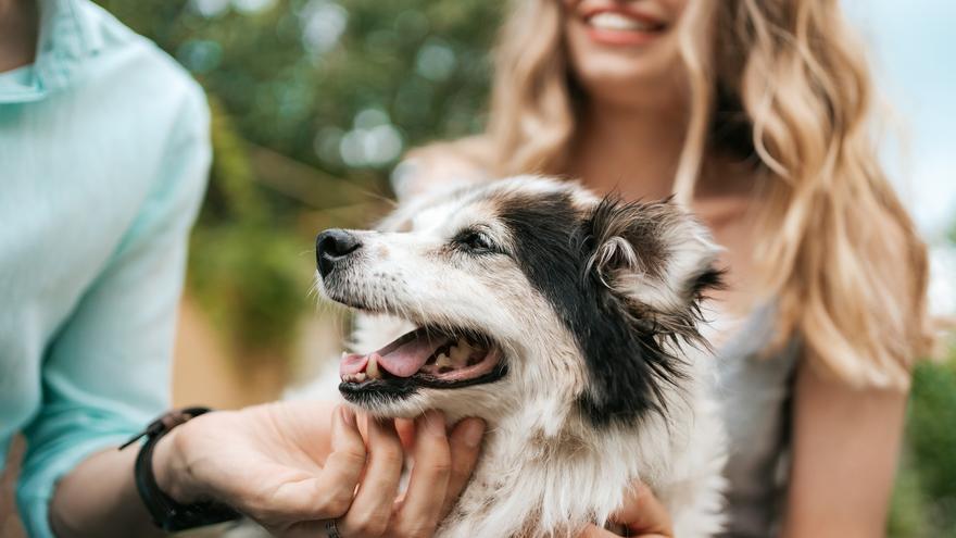 Las razas de perro más cariñosas con sus dueños