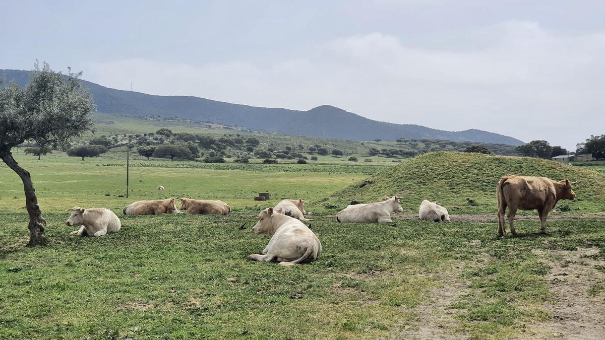 Vacas. Los animales pastando en el castillo.