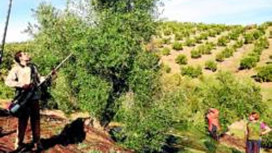 Alertan sobre una planta perjudicial para el olivo