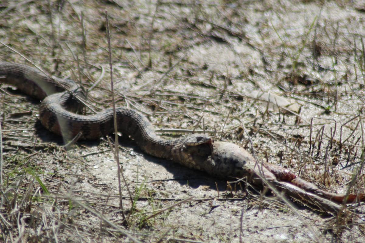 La serpiente desencaja su mandíbula para poder "tragarse" a su presa