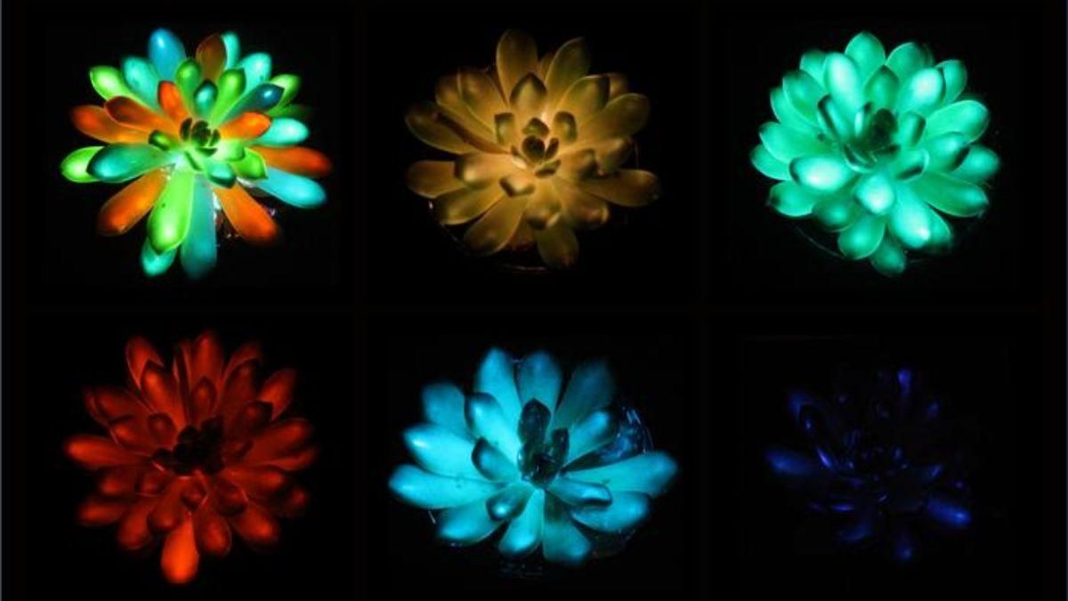 Crean plantas multicolores que brillan en la oscuridad y se alimentan de la energía del Sol