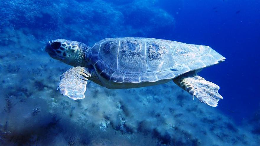 La Fundació Oceanogràfic participa en un congrés sobre tortuges a Grècia
