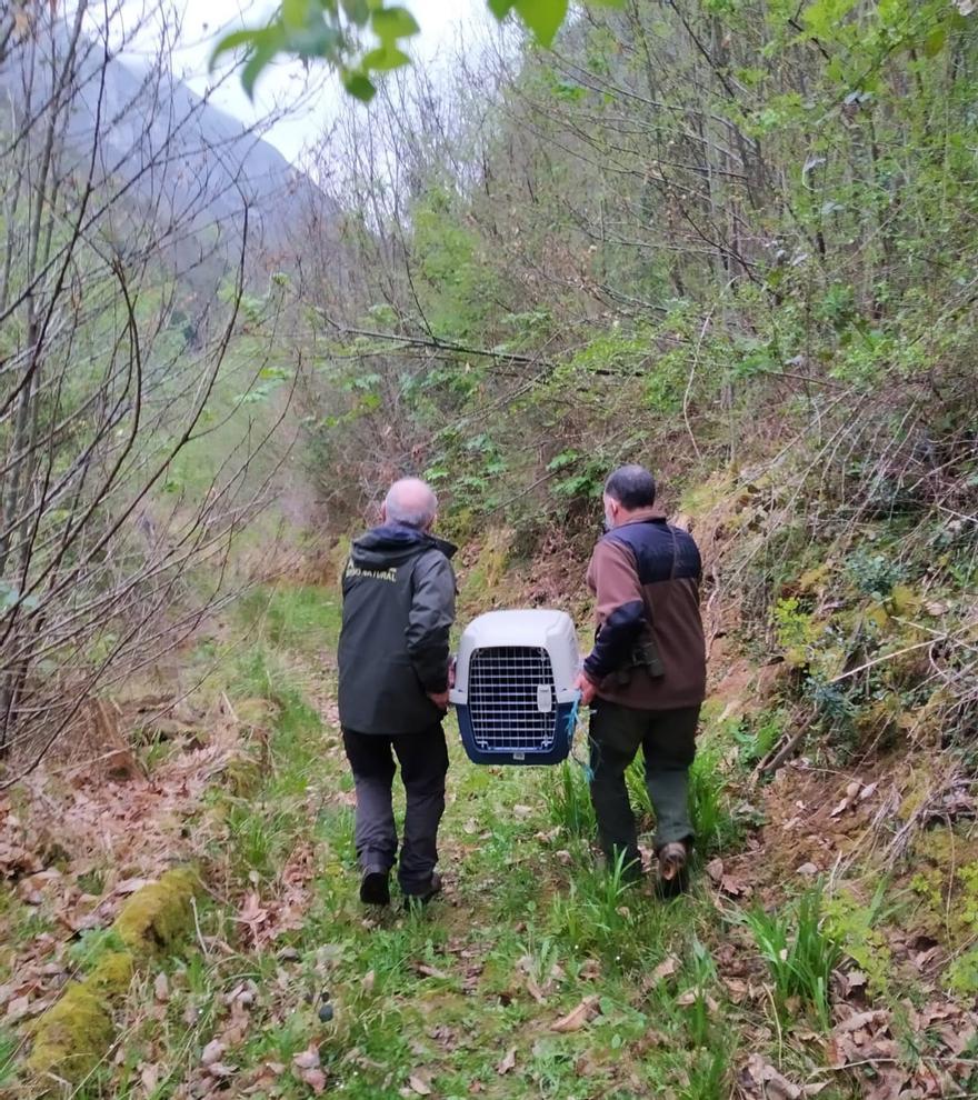 Los agentes, tratando de reintroducir al osezno &quot;Yernes&quot; tras encontrarlo.