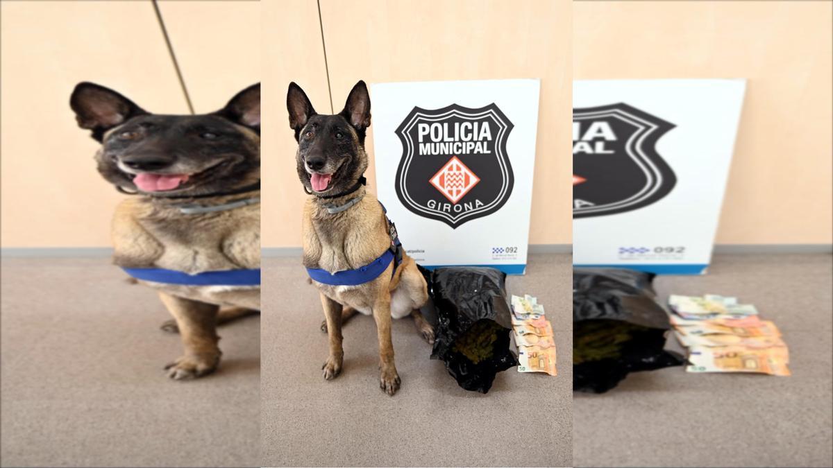 Perro drogas Policia Municipal de Girona