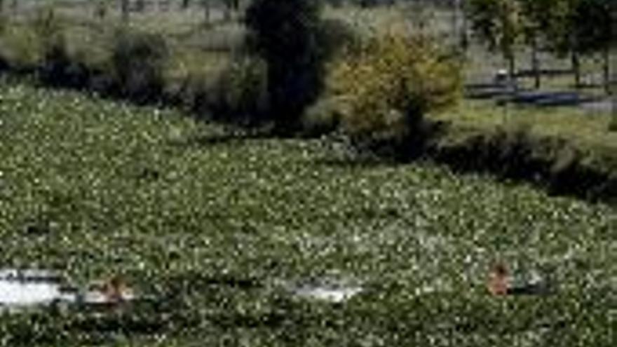 La confederación hidrográfica recoge el jacinto de agua acumulado en un tramo del Guadianilla