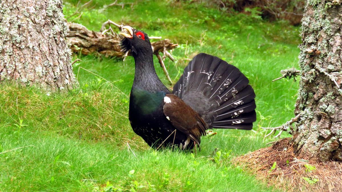 El gall fer desapareix del Ripollès i la Cerdanya - Diari de Girona