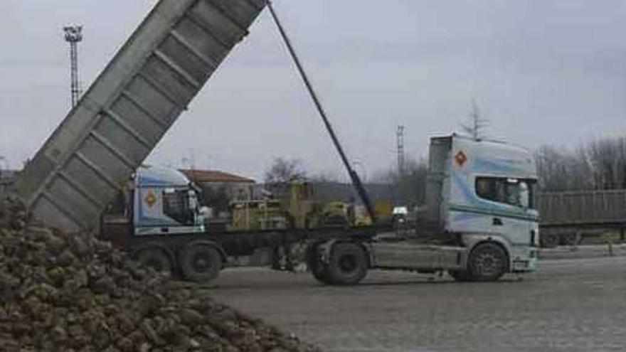 Un operario de la fábrica toresana supervisa las labores de descarga de remolacha. Foto