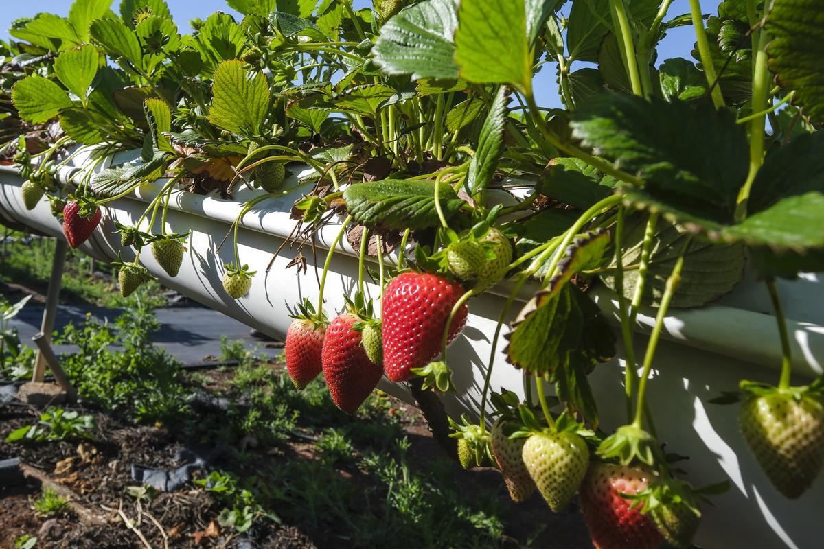 Cultivo de fresas en la finca de Francisco Santana, propietario de Fresas Ylenia