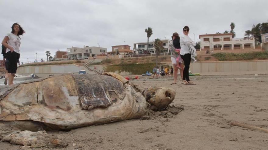 Estupor Cadáver  de una tortuga arrastrado por el mar