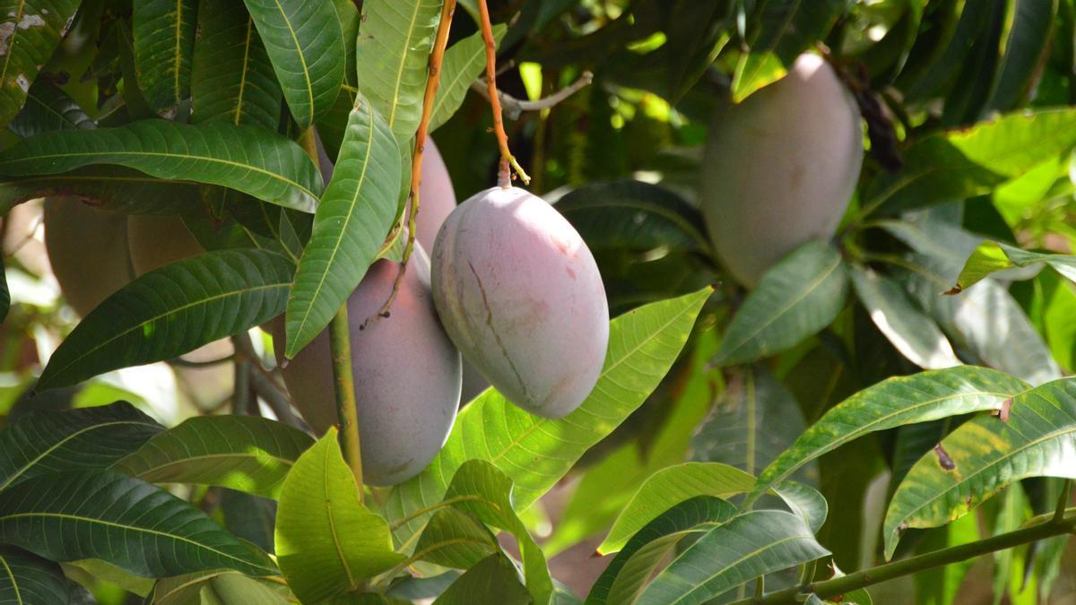 TROPS lidera la producción y comercialización de frutos tropicales, como el mango y el aguacate.