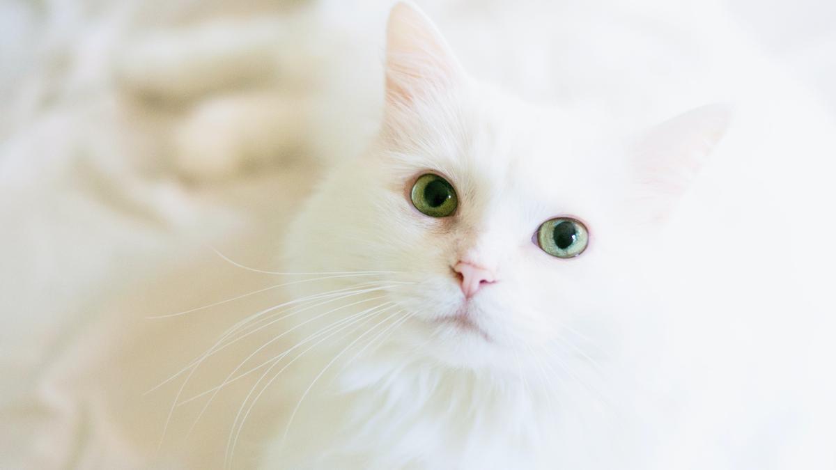 MASCOTAS: ¿Cuántos vive un gato? Esta es su esperanza de vida